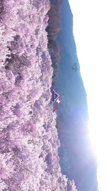 逃离外星人森林